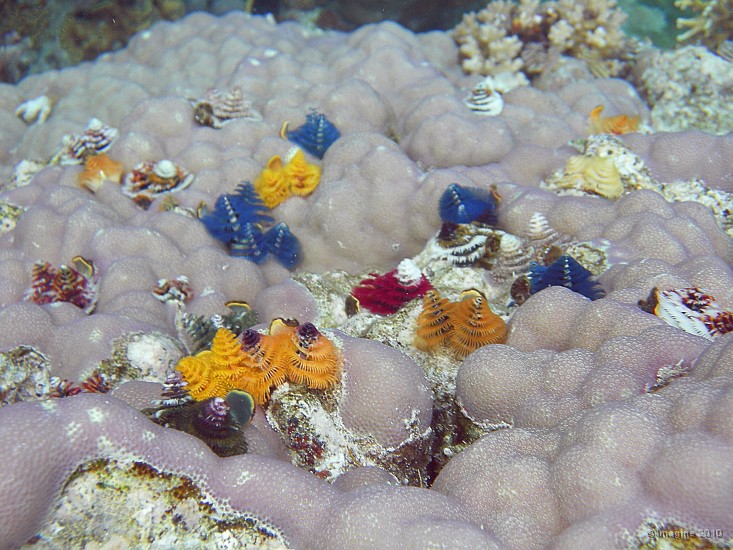 52- Un massif de porites envahi par des vers multicolores - Recifs Kouare.JPG